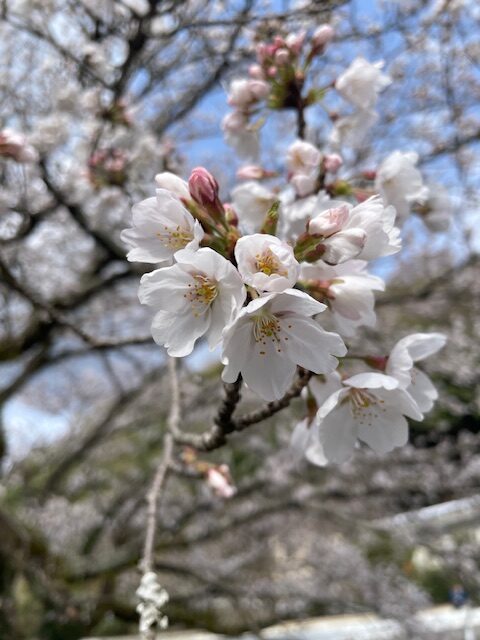 ひまわり俳句会と西池冬扇の「時空の座」