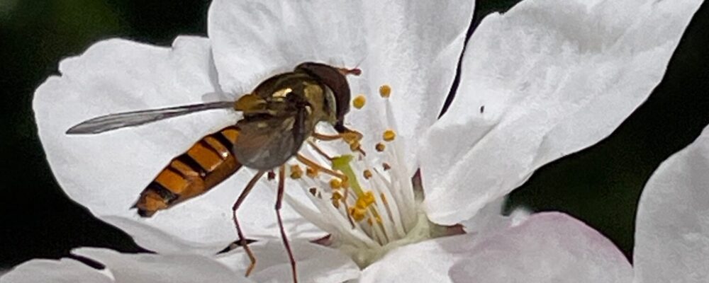 「ひまわり俳句会｜西池冬扇『時空の座』公式サイト」